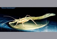 63_demon_grasshopper_sculpture